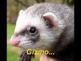 gizmo et tina mes furets