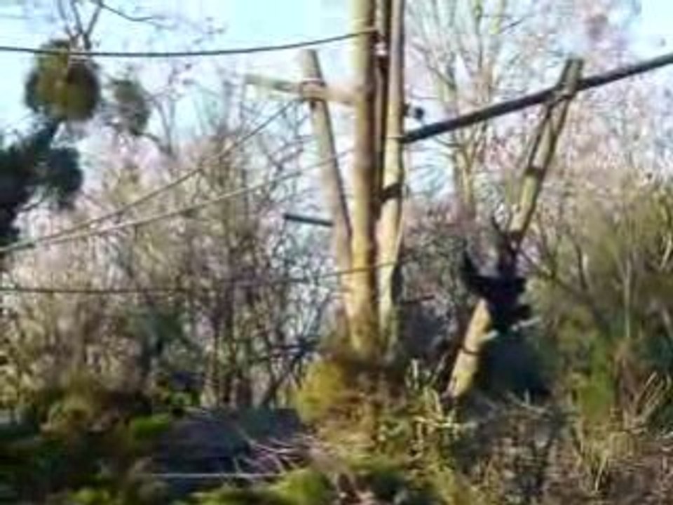 Tro balèze ces singes !
