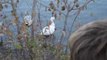 Week end Appalaches pause migratoire des oies blanche au(33)
