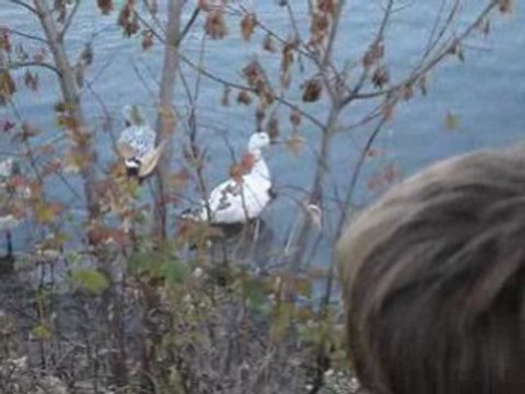 Week end Appalaches pause migratoire des oies blanche au(33)