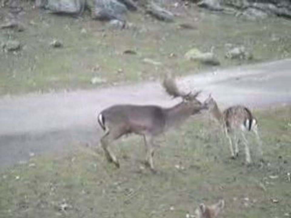Cerf Défonce Biche en Suède