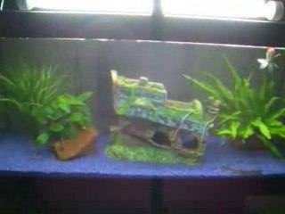 aquarium eau douce