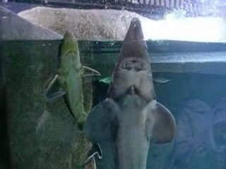 Requins à l'aquarium du Trocadéro