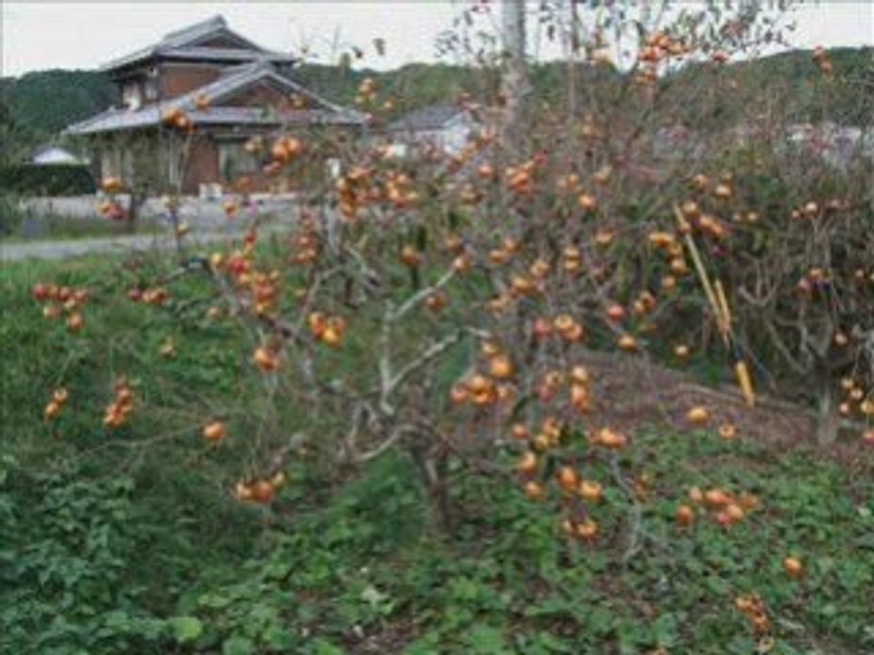 Food for the Birds, Japanese Persimmons