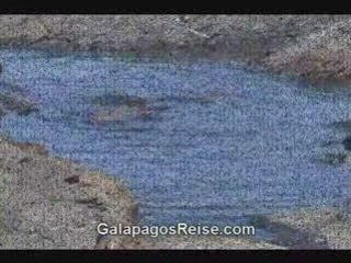 The Galapagos Islands Video Blog