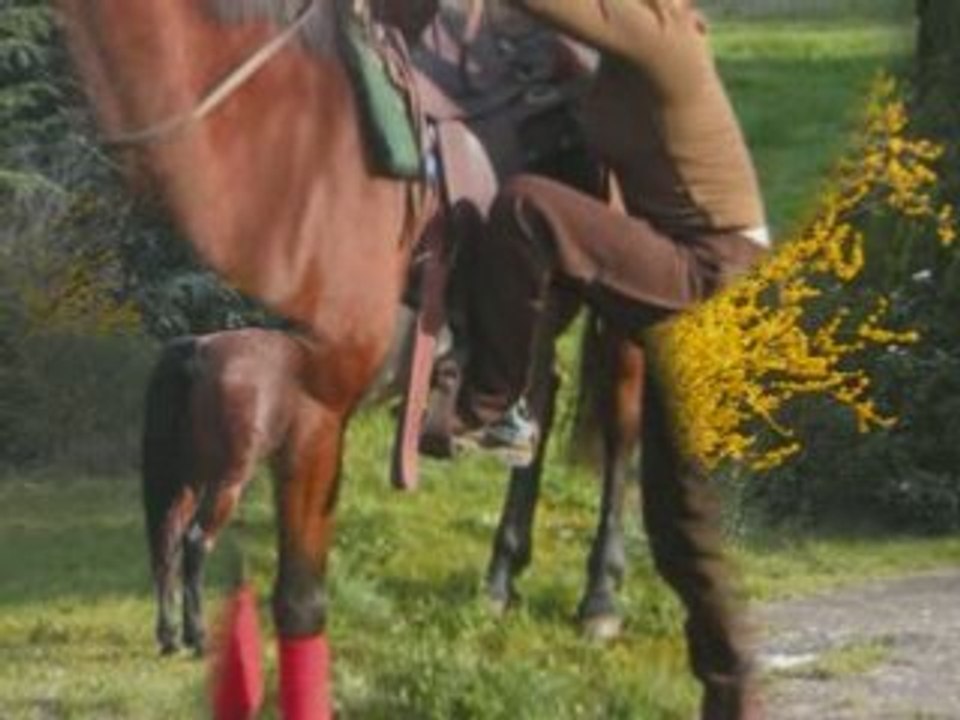 Montage tous les chevaux