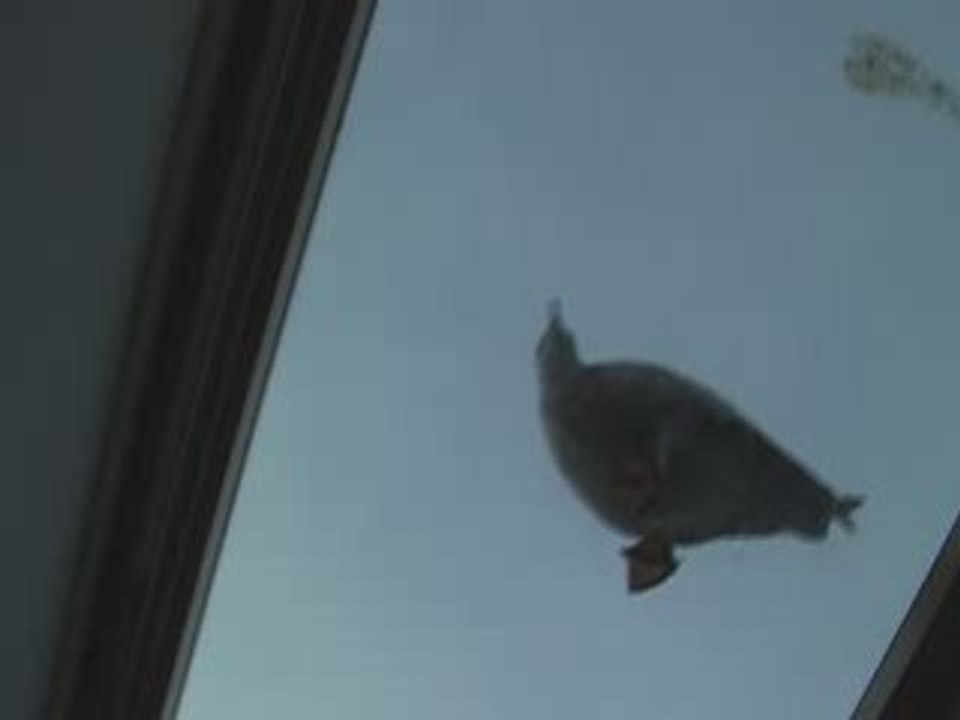 La Mouette à Trouville Sur Mer (3)