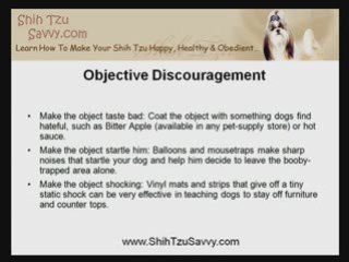Shih Tzu Training: How To Substitute Bad Behavior For Good