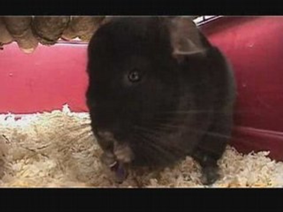 Découvrez le Chinchilla