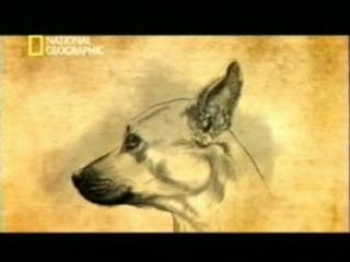 Olfato y oido canino