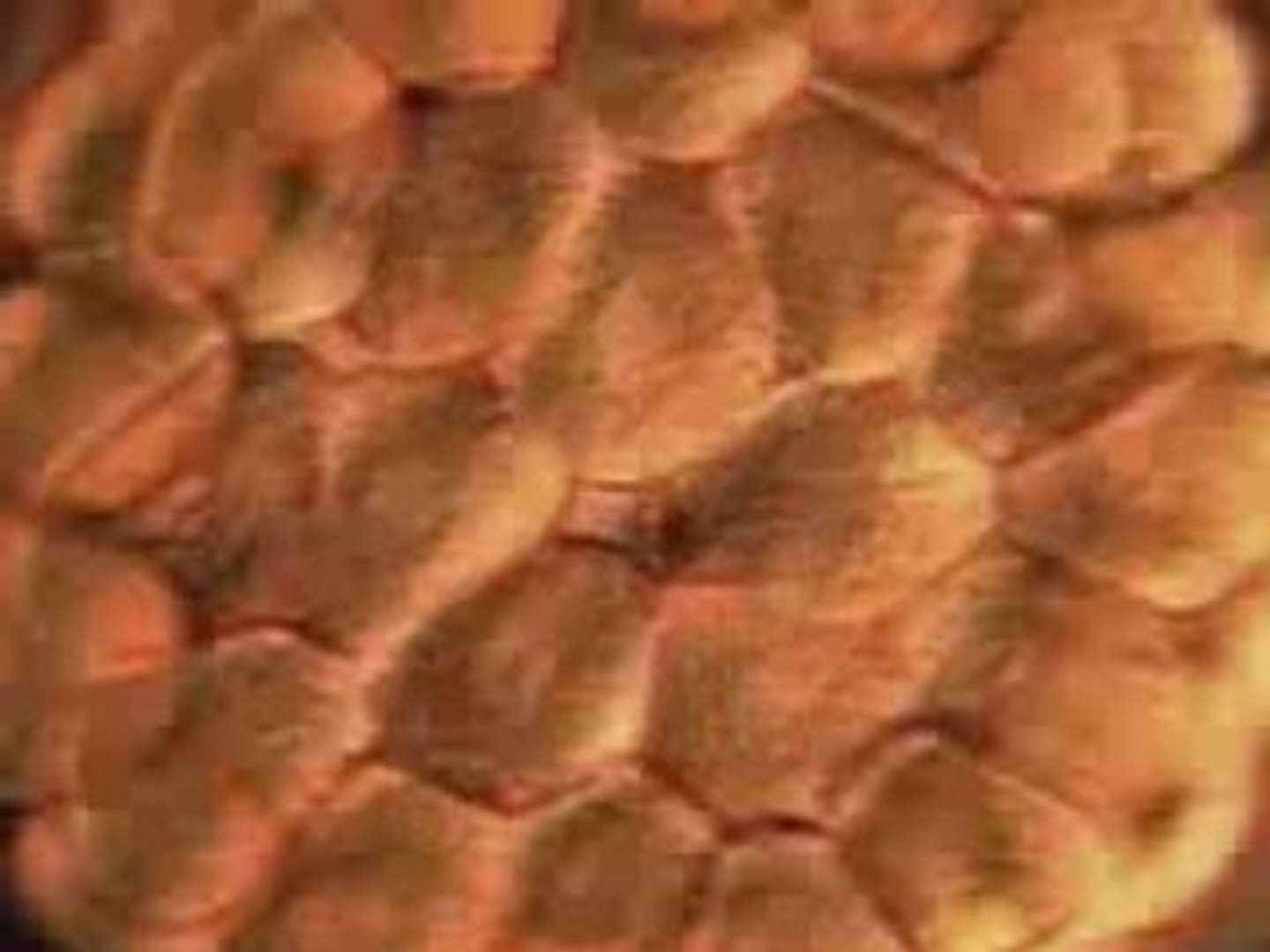 Sci Fi Movies - Anything Can Happen