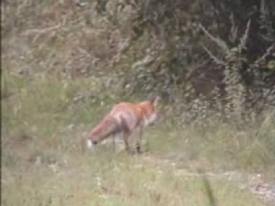 Renard25sept2005