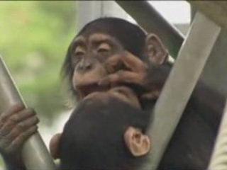 PLANETE TERRE 5_6 - Evoluer pour survivre 3_3