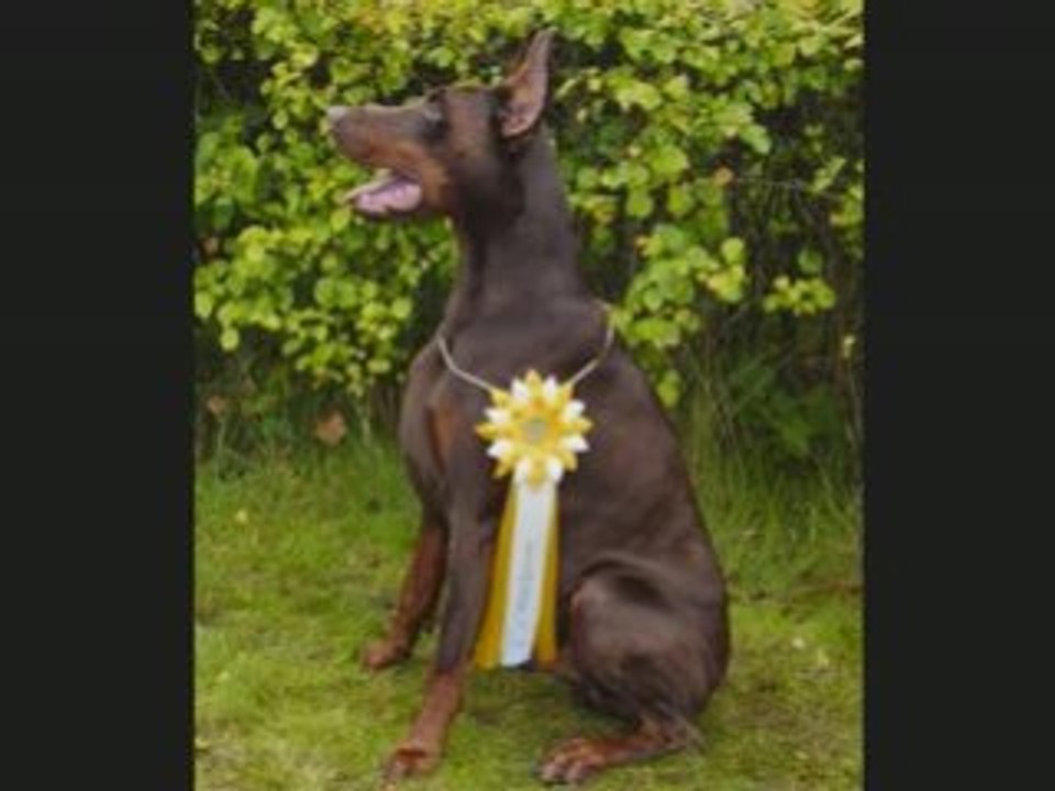 Armani Dente Del Gigante