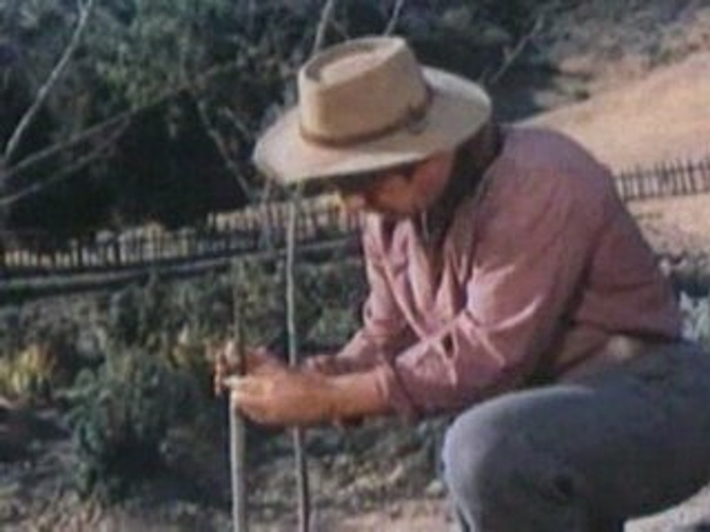 ⁣The History of Prunes in California – With Weird ...