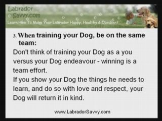 Labrador Training: Three Important Tips