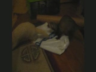 Dancing avec les furets