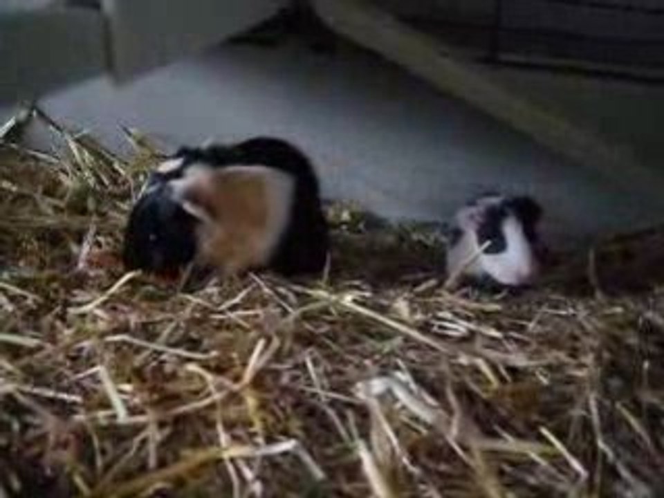 Bebe Cochon D Inde Video Dailymotion