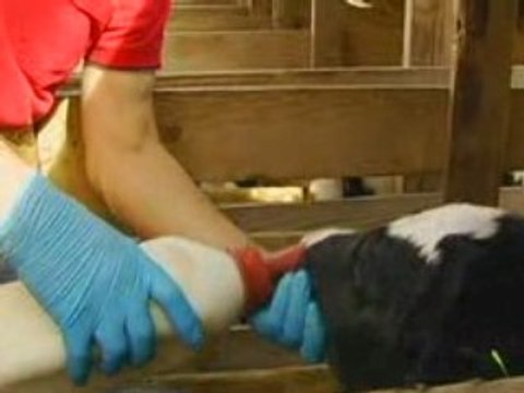 Dairy Cow Directed By John Duarte