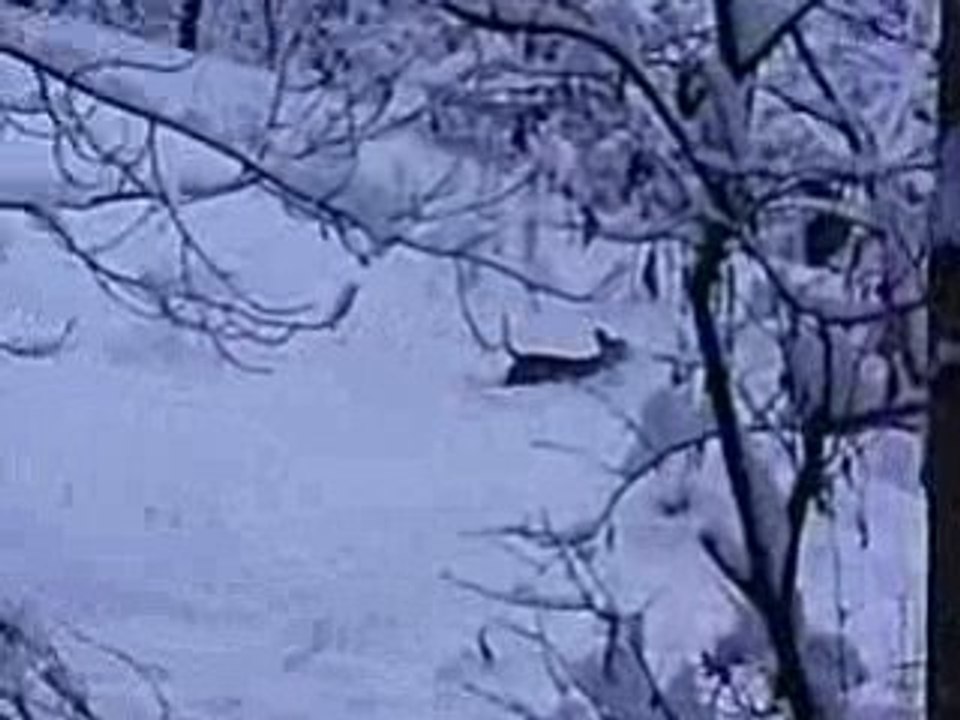 chasse aux sanglier