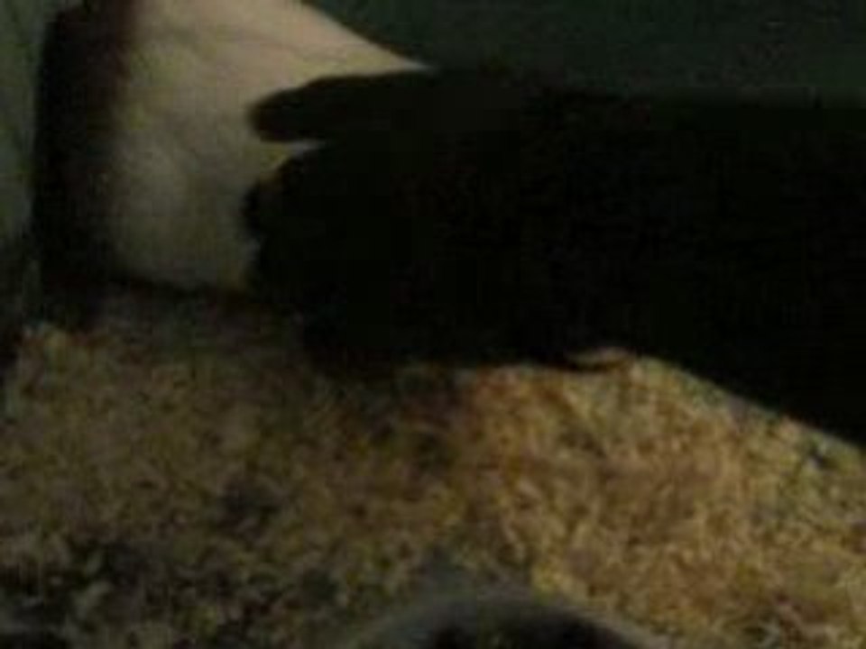 Piwwiee