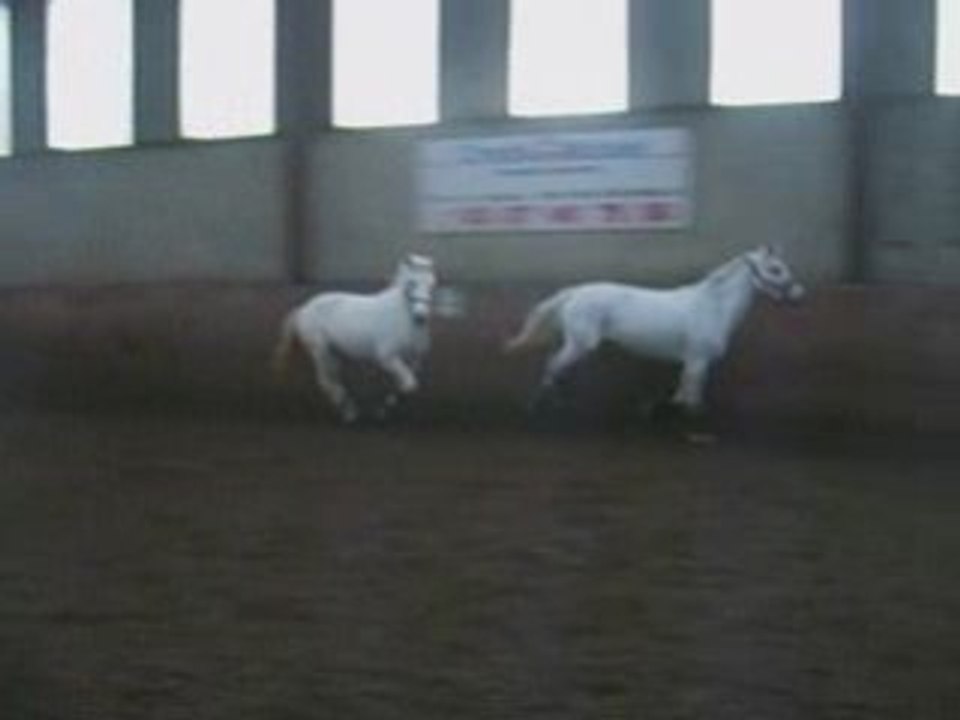 FICELLE & KANDY DANS LE MANEGE.