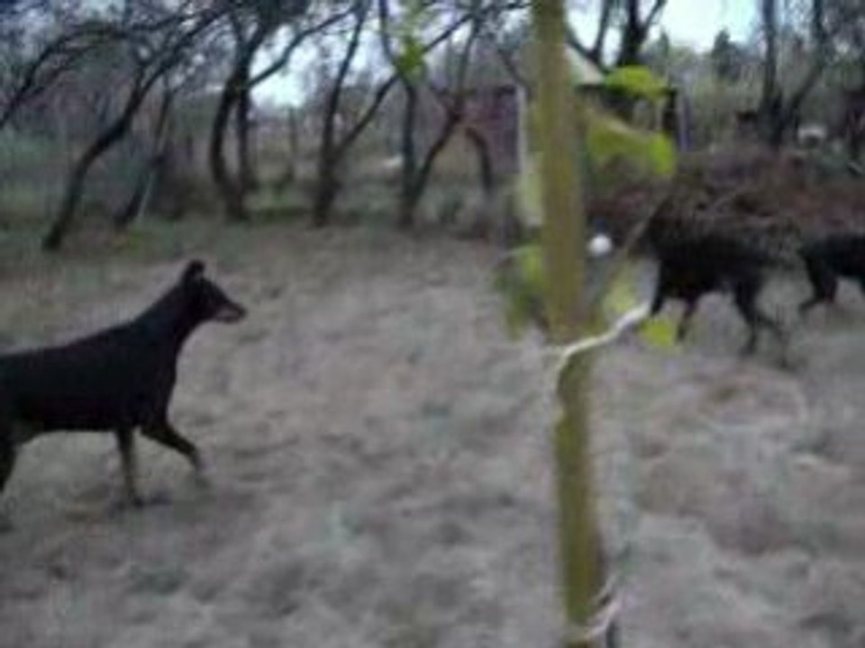 hier a doberland