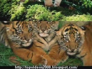 Bebes Tigres