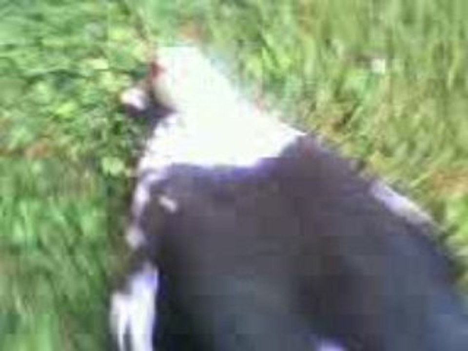canard carnivore