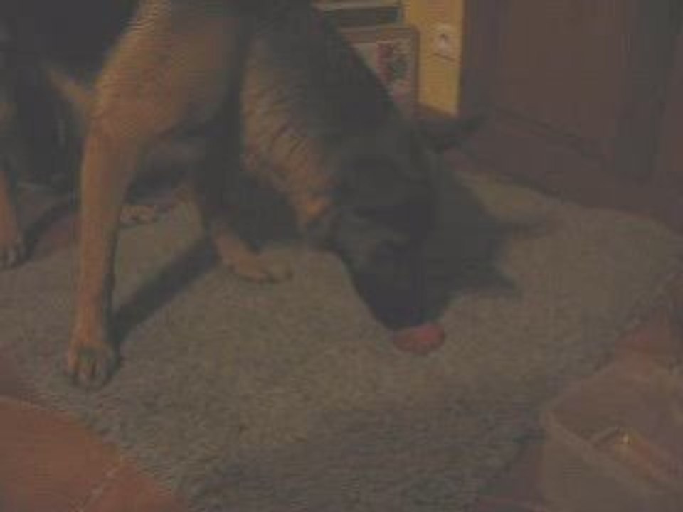berger allemand