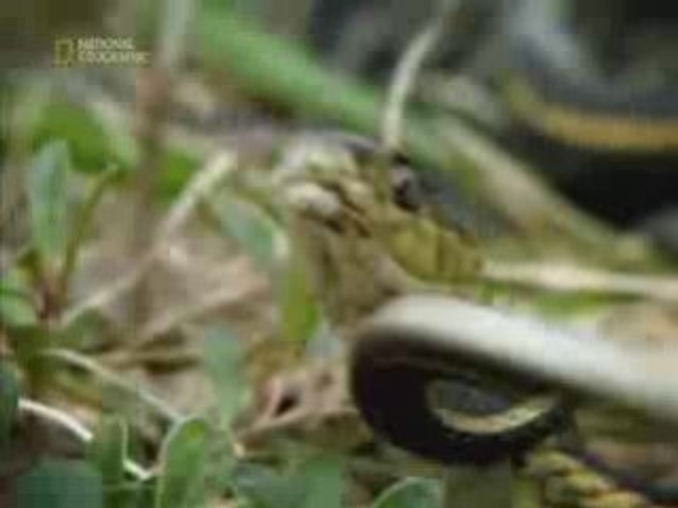 Wild Animal Sex Part 6 of 6 - National Geographic