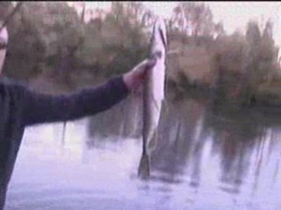 BRACO89