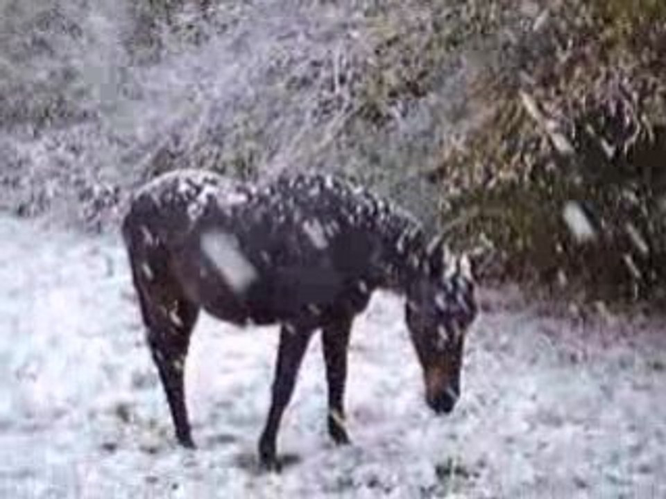 Tango snow
