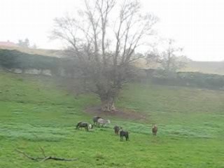 start up et le troupeau au revoir 31 octobre 2008 037