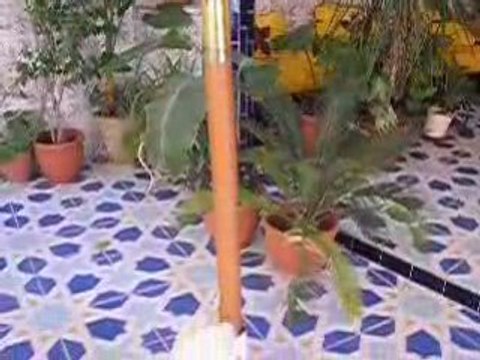 Un chat dans mon jardin oct 2008 002