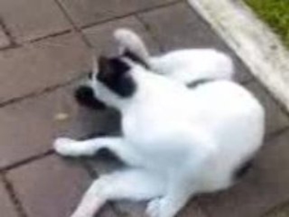 cat biting its tail
