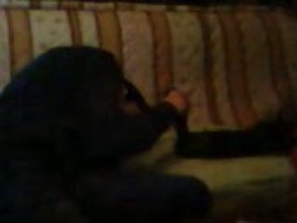 Sebastian le curieux