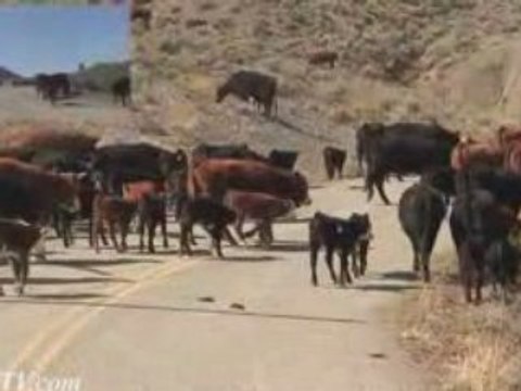 HD Motorcycle riding with COWS.