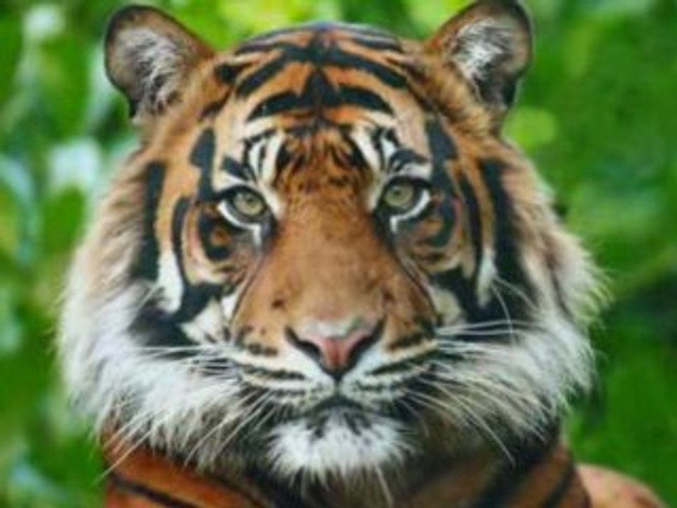 Les tigres