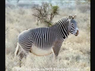 Good gravy !!! - Animales Gordos