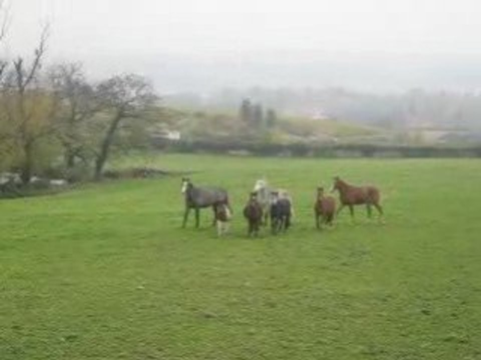 Start up et le troupeau en action 31 octobre 2008