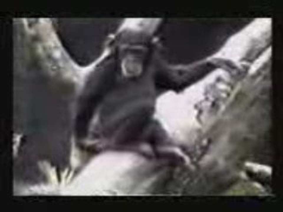 Monkey1