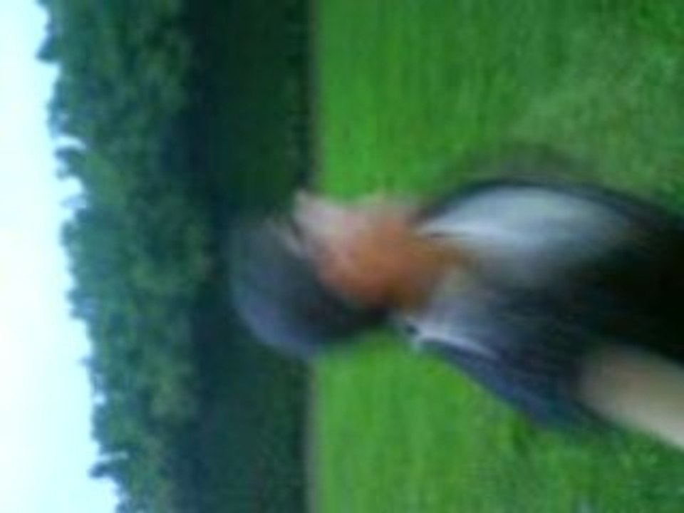 petite maison dans la prairie