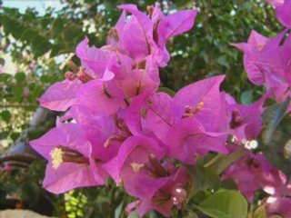 Corse (noces de porcelaine)