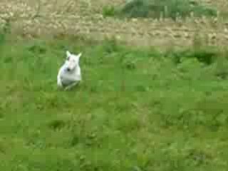 Bull-Terrier (délire de Chupa)