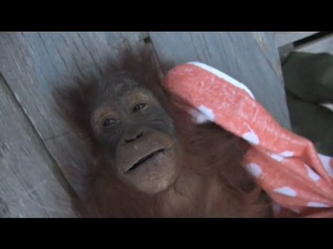 Impact des palmiers à huile sur les forêts indonésiennes