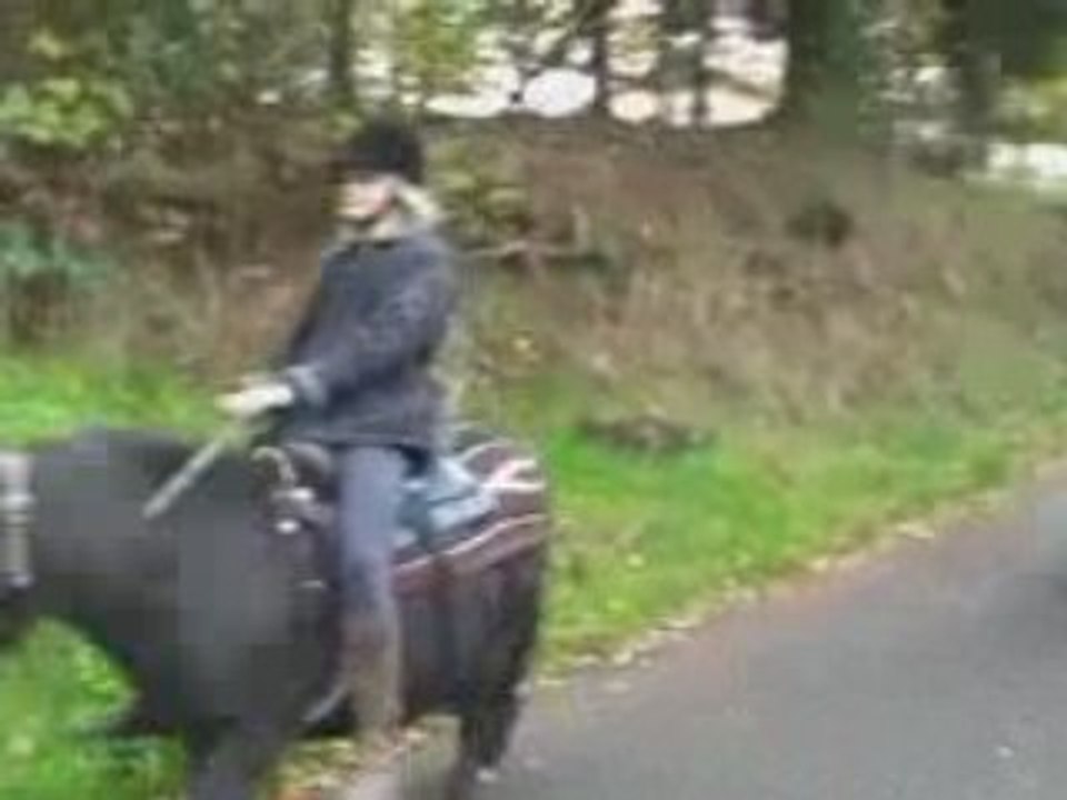 Balade poneys novembre