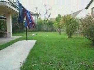 Parson Russell Terrier . Video 3