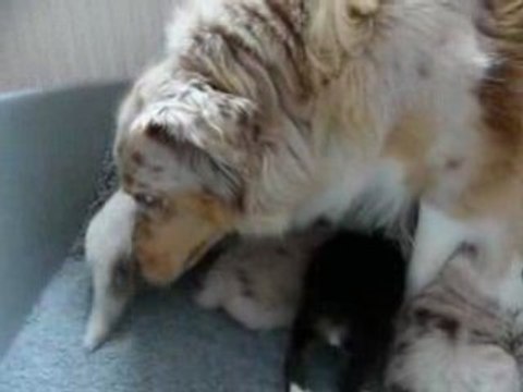 chiots berger australien