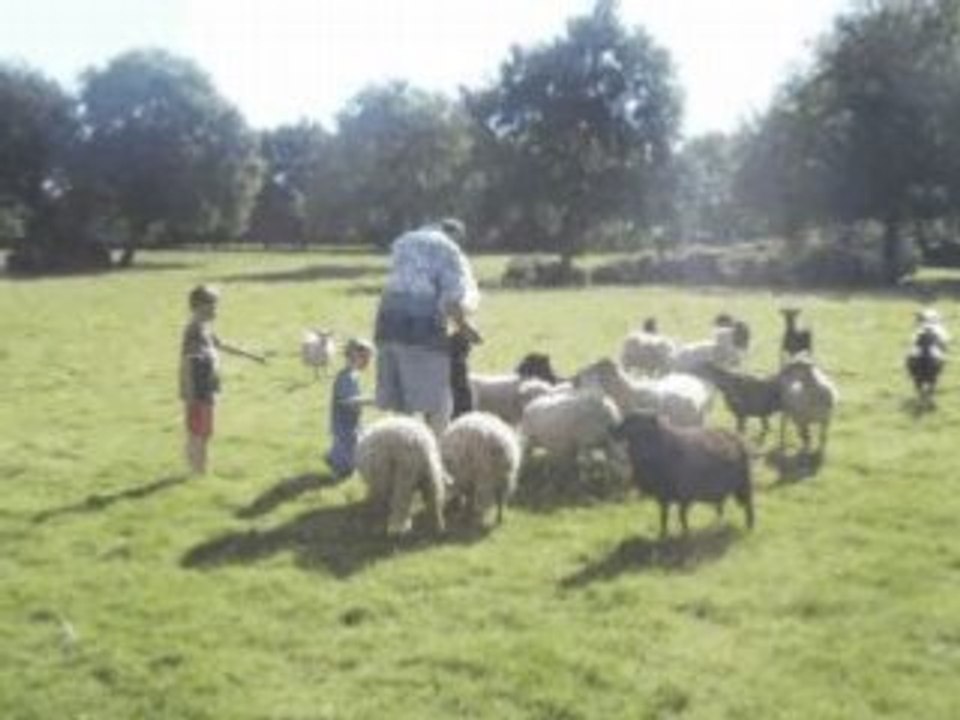 moutons Landes de Bretagne
